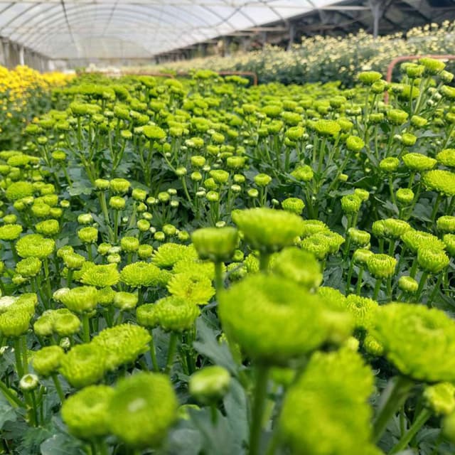 Floristería, plantas y productos de jardinería en Narón