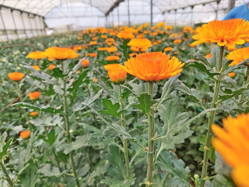 Tu floristería de confianza para encargos personalizados en Narón