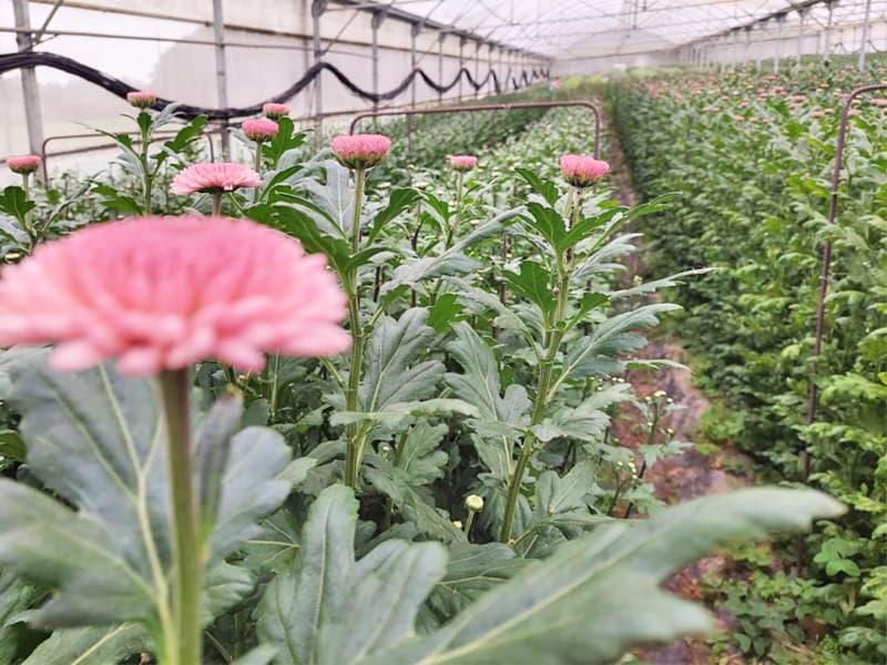 Agroflor, floristería y tienda de plantas en Narón