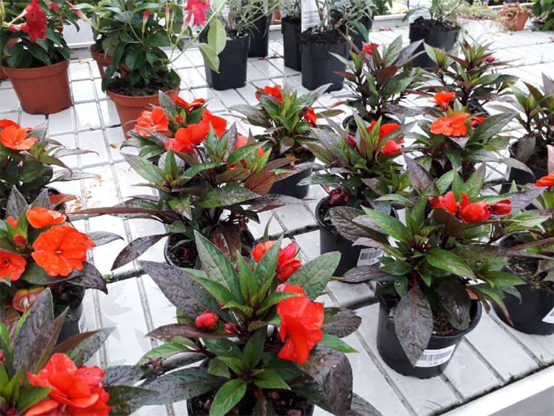 Agroflor, floristería y tienda de plantas en Narón