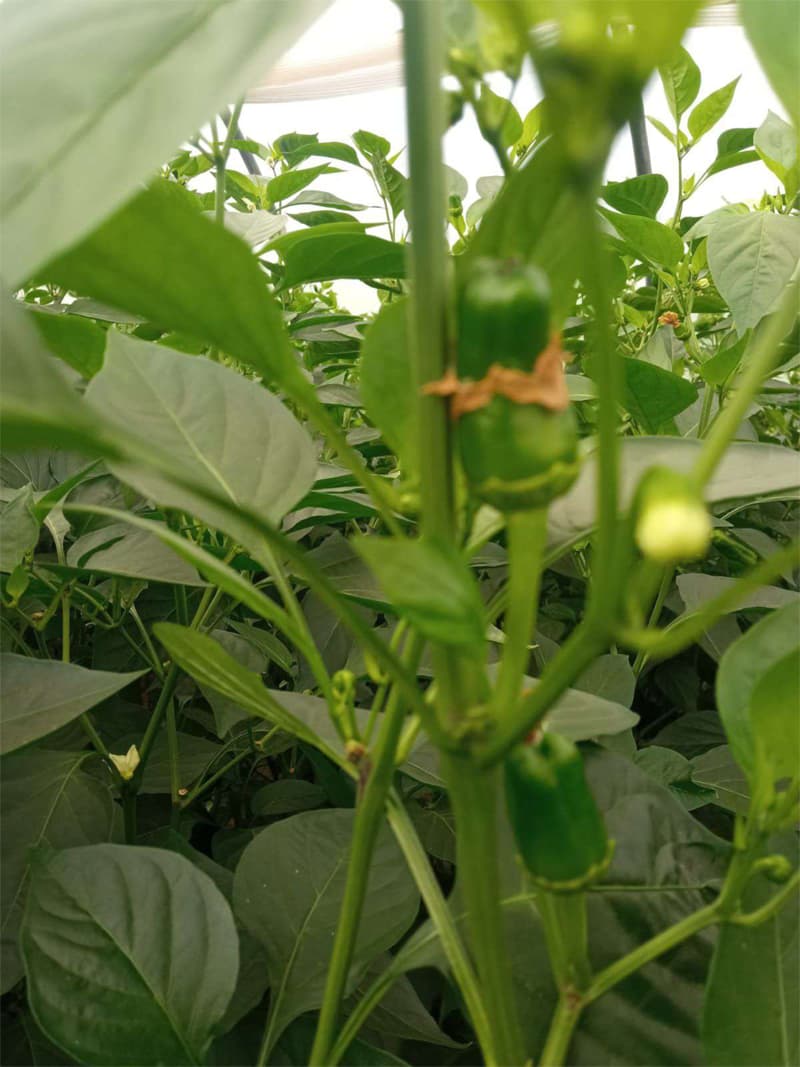 Agroflor, floristería y tienda de plantas en Narón