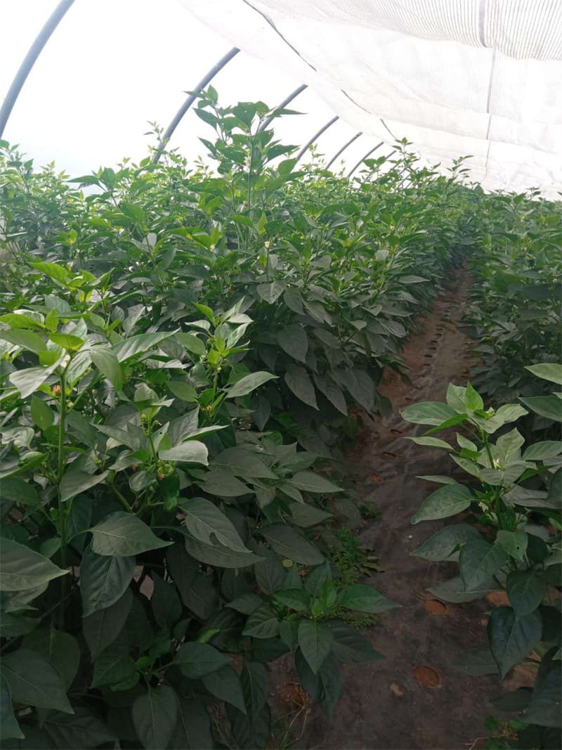 Agroflor, floristería y tienda de plantas en Narón