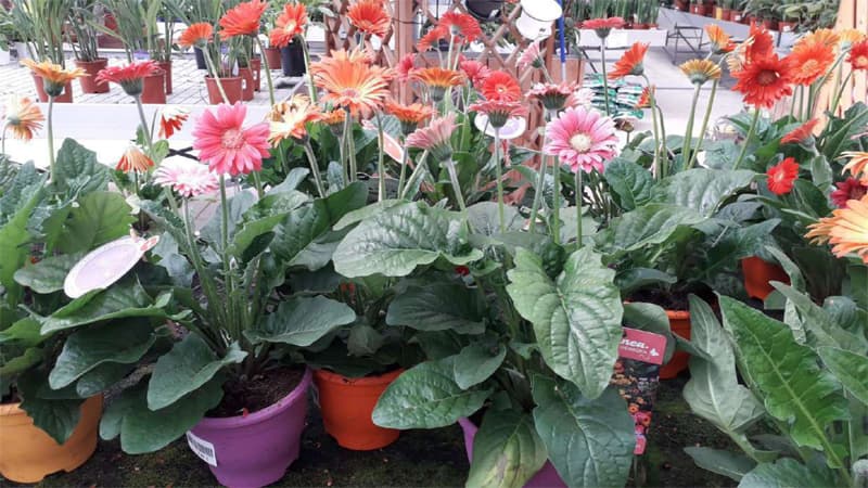 Agroflor, floristería y tienda de plantas en Narón