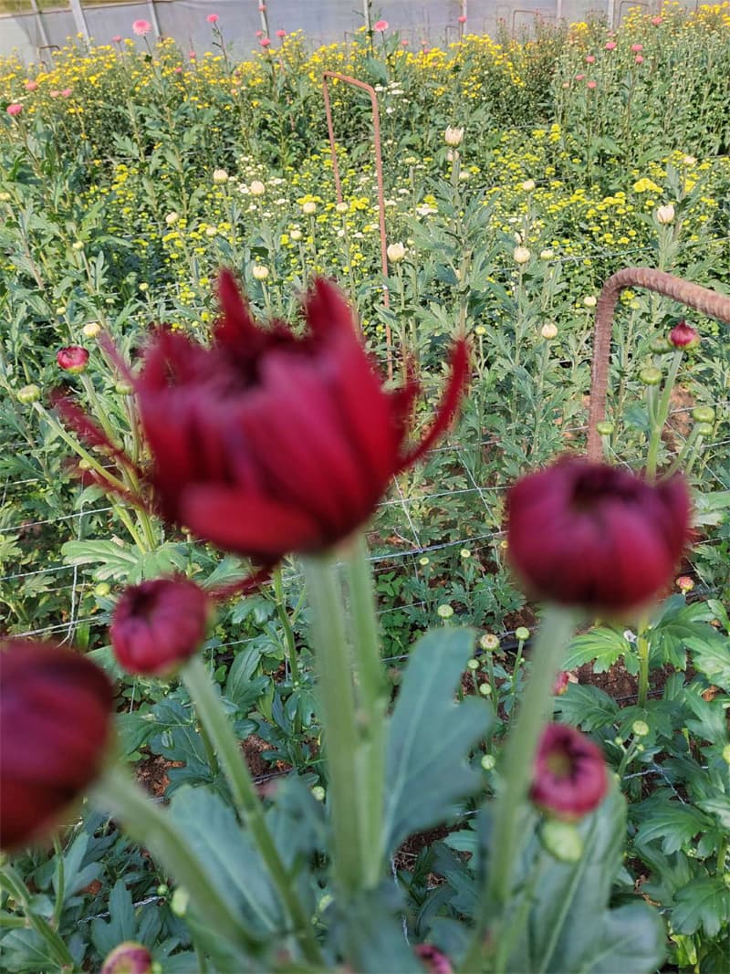 Agroflor, floristería y tienda de plantas en Narón