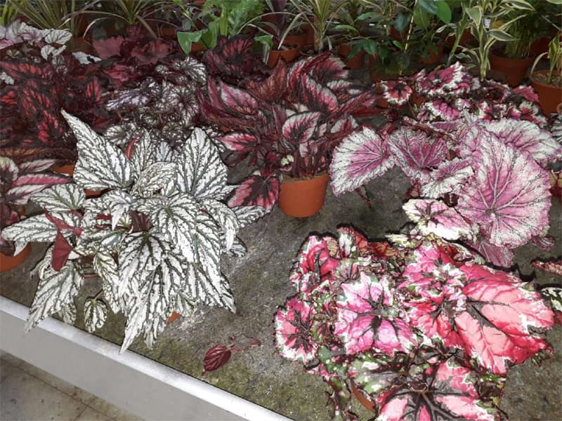 Agroflor, floristería y tienda de plantas en Narón