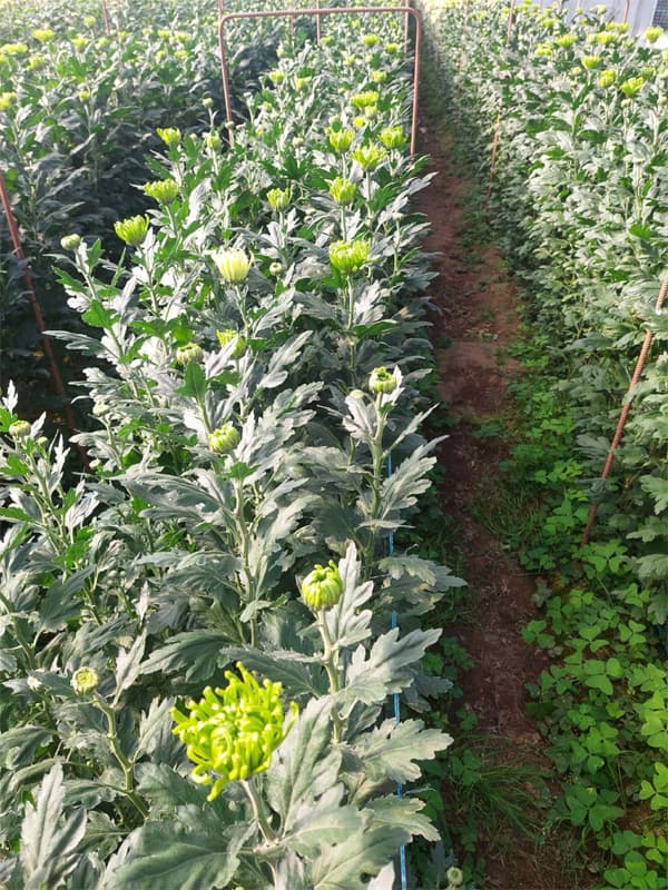 Agroflor, floristería y tienda de plantas en Narón