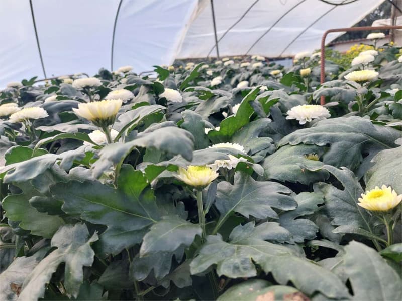 Agroflor, floristería y tienda de plantas en Narón