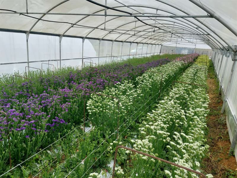 Agroflor, floristería y tienda de plantas en Narón
