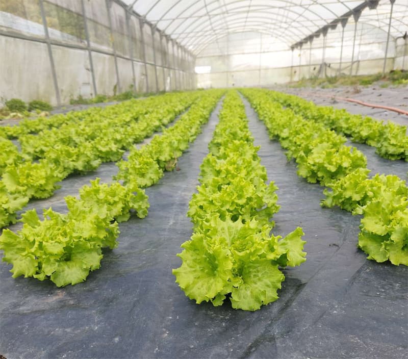 Agroflor, floristería y tienda de plantas en Narón