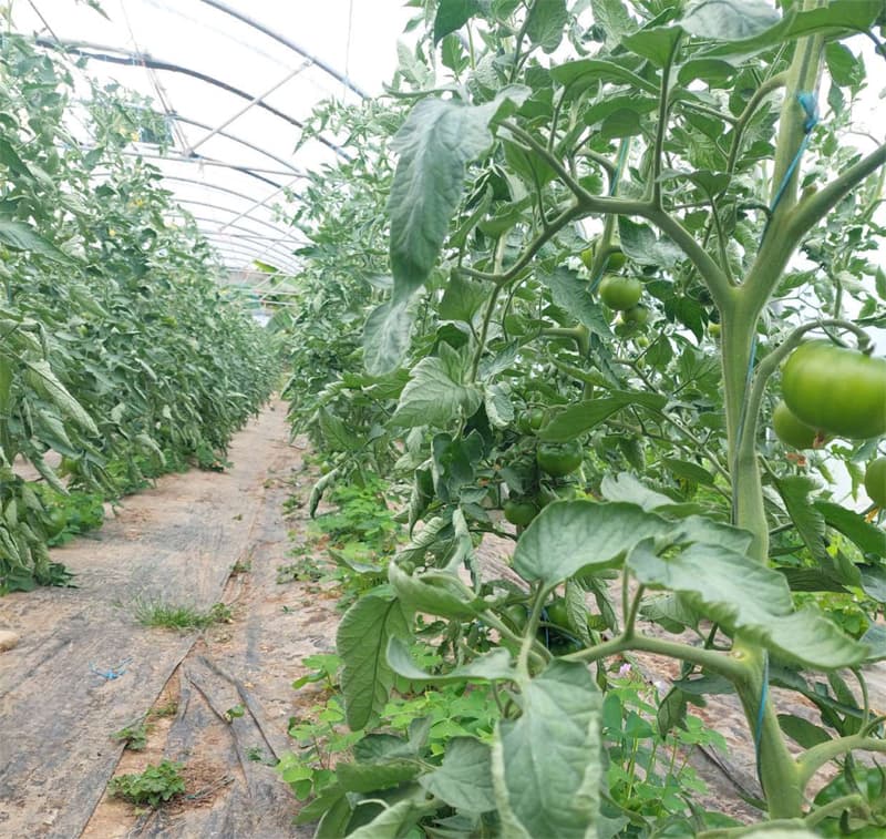 Agroflor, floristería y tienda de plantas en Narón