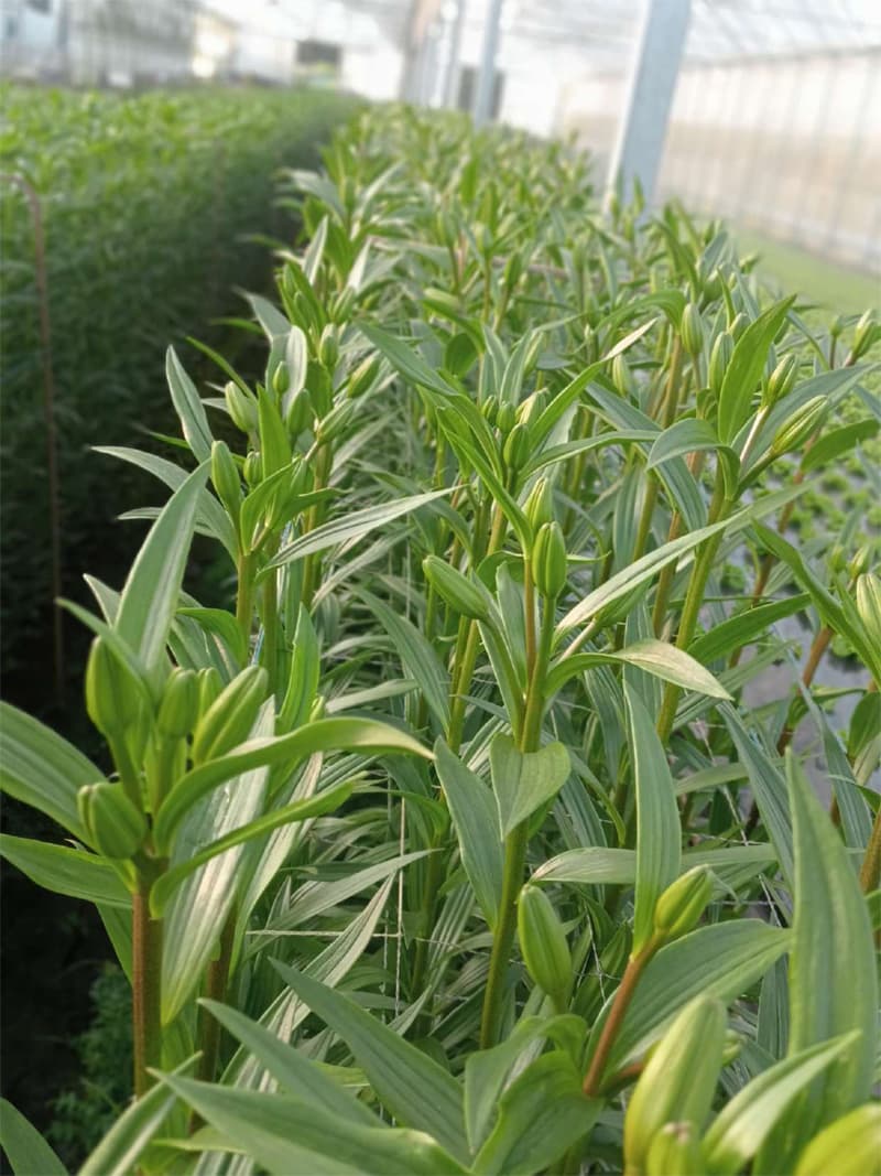 Agroflor, floristería y tienda de plantas en Narón