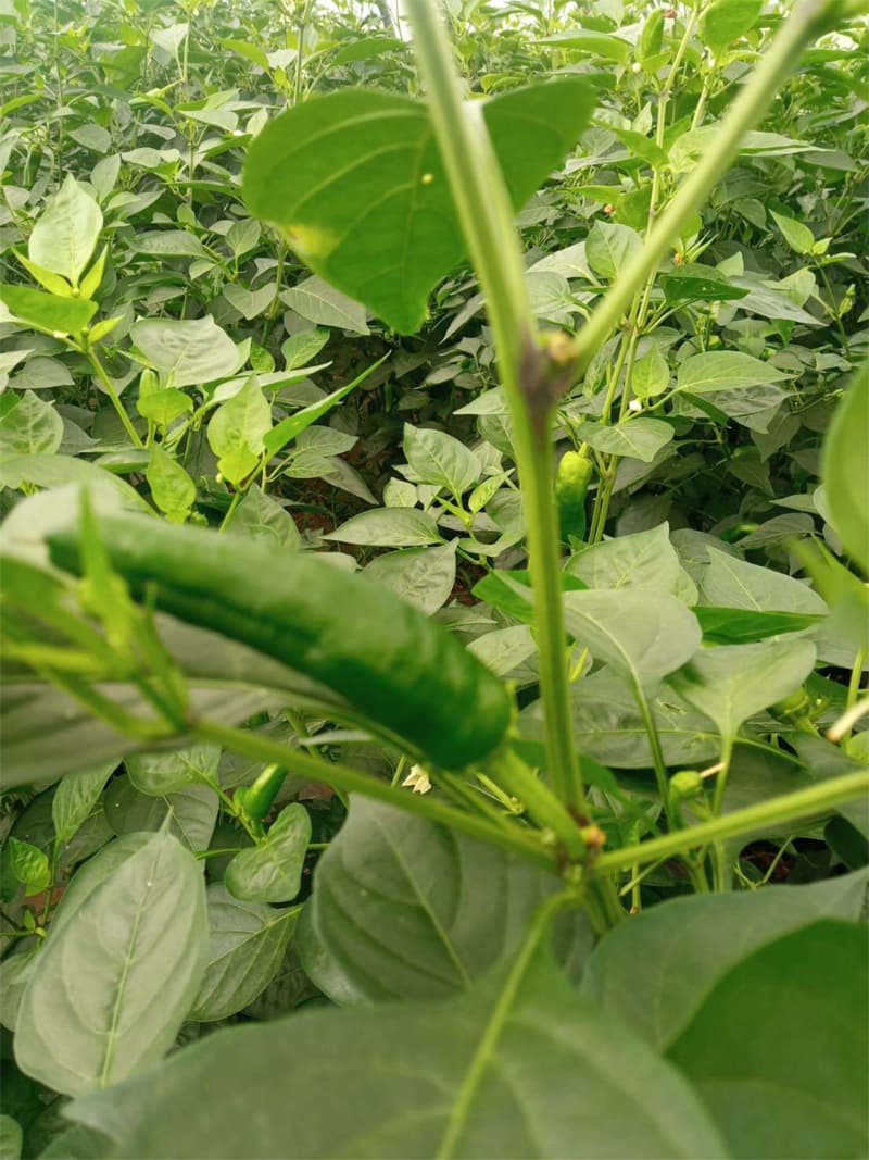 Agroflor, floristería y tienda de plantas en Narón