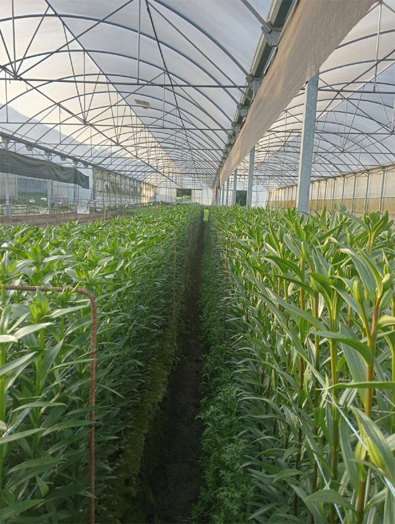 Agroflor, floristería y tienda de plantas en Narón