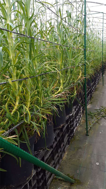 Agroflor, floristería y tienda de plantas en Narón